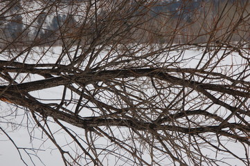 branches of tree on a background of blue sky