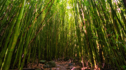 Bamboo forest along the Pipiwai trail in Kipaula, Maui, Hawaii, United States