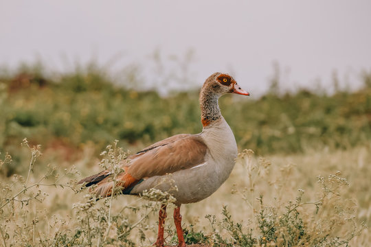 egyptian goose at nairobi national park kenya © Mishael