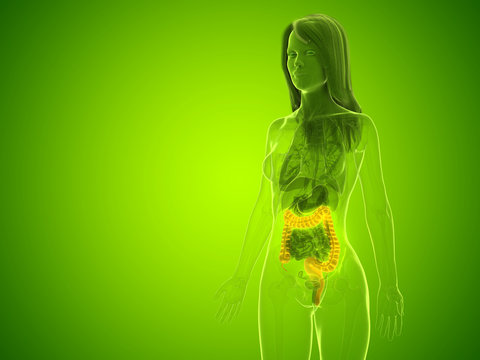 3d rendered medically accurate illustration of a womans large intestine