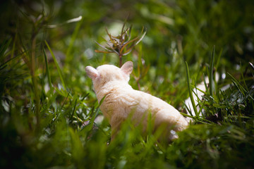 White sugar glider, Petaurus breviceps, on grass