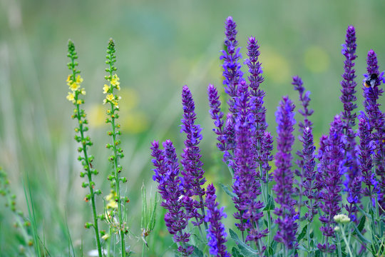 Salvia nemerosa - Steppen-Salbei