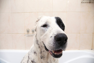 Bathing of the Central Asian Shepherd Dog . Dog taking a bubble bath. Alabai Grooming dog.