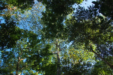 View of the treetops in Corcovado NP on peninsula Osa in Costa Rica