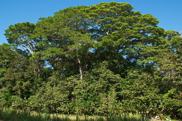 Big trees in Corcovado NP on peninsula Osa in Costa Rica