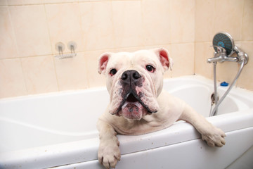 Bathing of the english bulldog. Dog taking a bubble bath. Grooming dog.