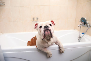 Bathing of the english bulldog. Dog taking a bubble bath. Grooming dog.