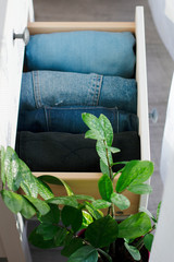 stack of vertically folded denim clothes in a wooden wardrobe drawer, green houseplant, top view