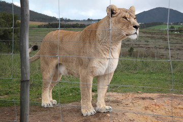Lioness in captivity