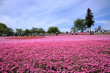 羊山公園の芝桜
