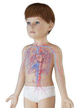 3d rendered medically accurate illustration of a boys vascular system