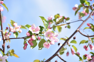 apple flowers