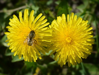 Wild bee on yellow dandelion flowers close-up