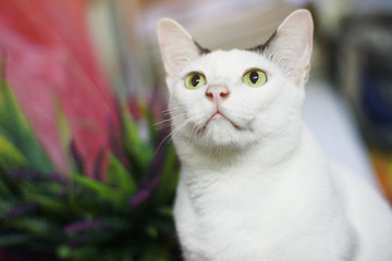 Naklejka na ściany i meble White cat Sitting and enjoy on wood terrace