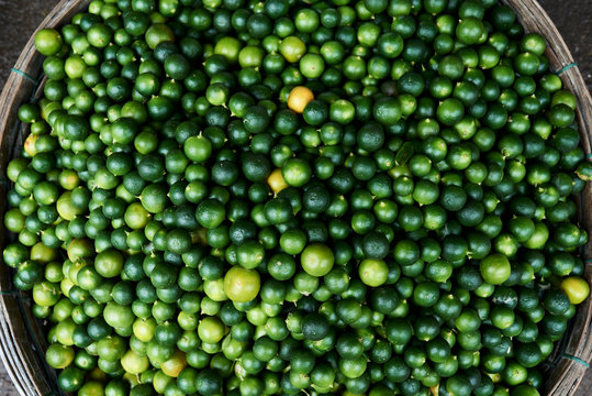 Colorful lime harvest in a basket.