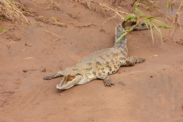 african reptile crocodile kruger national park