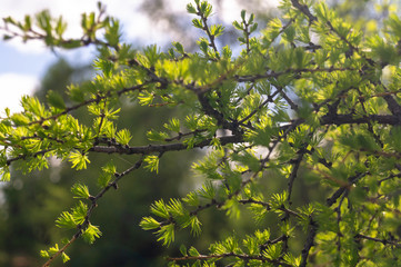 green Foliage on tree branch. nature background