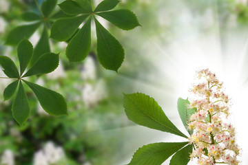 image of chestnut tree bloom in the garden