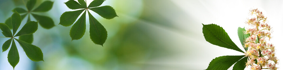 image of chestnut tree bloom in the garden
