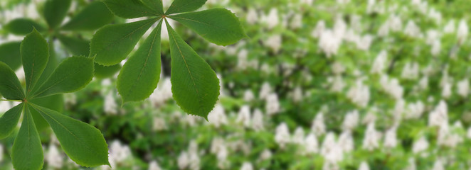 Fototapeta na wymiar image of chestnut tree bloom in the garden