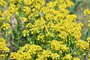 yellow flowers
