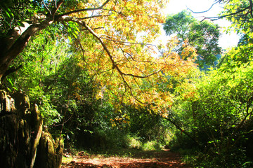 Beautiful orange and yellow leaves branch of tree with blue sky in forest  on the mountain