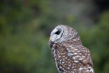 Barred Owl perched and looking around