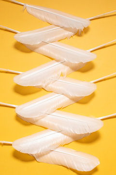 Zig Zag of swan feathers on yellow