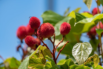 Obraz premium Red fruits of Achiote,Lipstick tree (Bixa orellana), on the branch