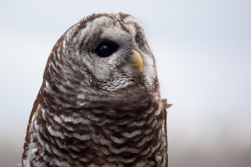 Barred Owl perched and looking around
