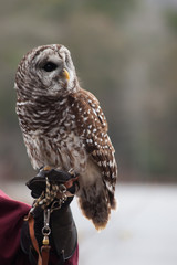 Barred Owl perched and looking around