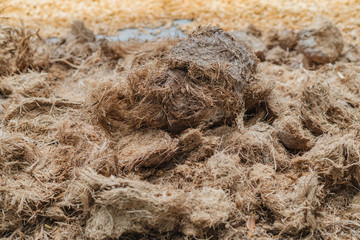 Luwak coffee, unclean coffee beans,  Kopi luwak is coffee that includes part-digested coffee cherries eaten and defecated by the Asian palm civet at coffee drying yard in Dalat, Vietnam.