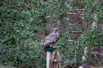 Great Horned owl perched and looking around