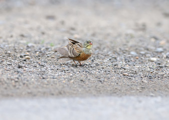 Male and female an ortolan bunting swimming in a puddle on the road and drying feathers. Funny pictures close up