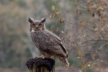 Great Horned owl perched and looking around