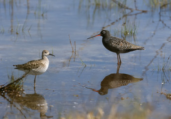 The spotted redshank (Tringa erythropus) stands in the blue water of the salty estuary and poses for the photographer