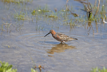 The curlew sandpiper (Calidris ferruginea) close-up portraits. Birds feed in shallow water in beautiful blue water.