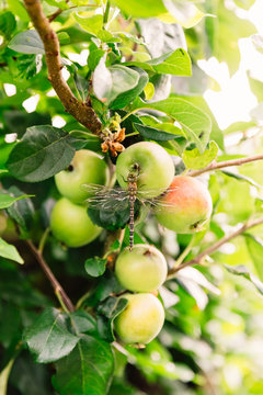 Dragonfly insect on apple tree in summer