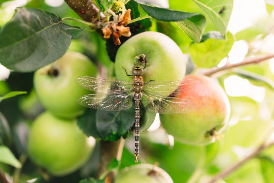 Horizontal Macro Of Apple With Dragonfly Perched On It