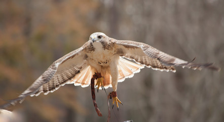 Hawk flying outdoors