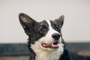 Corgi welsh cardigan puppy dog