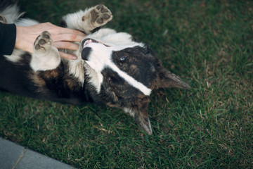 Corgi welsh cardigan puppy dog playing