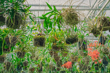 Many orchids are grown in many pots, hanging on a steel rail with a sunshade on top in the garden.