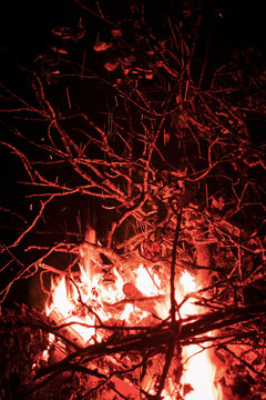 Branches burning in the fire