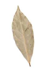 Spices bay laurel leaf