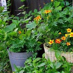 Fototapeta na wymiar flowers pots garden summer