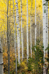 Obraz premium White quaking aspens in the fall with bright yellow leaves