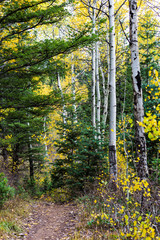 Alpine trailhead in the fall, white aspens, evergreens