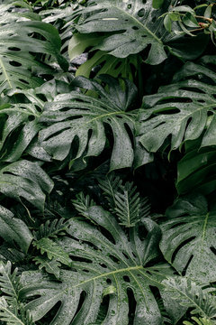Monstera Deliciosa