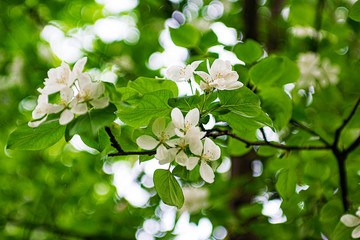 white flowers of apple tree